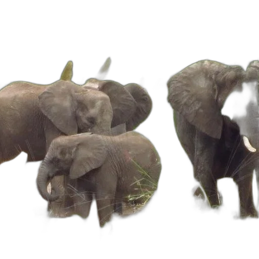 animal, 3d render, concept art, photorealistic transparent PNG cut-out