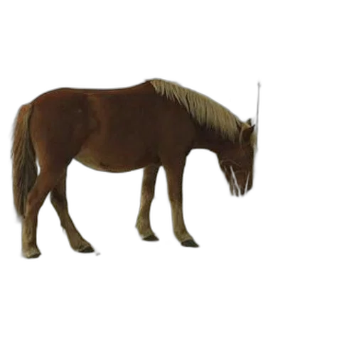 animal, staff, creature, hair transparent PNG cut-out