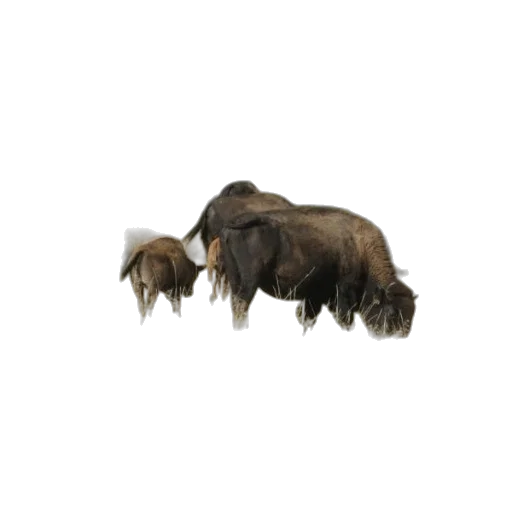 animal, creature, hair, shoes transparent PNG cut-out