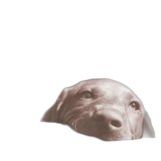 hat, animal, face, creature transparent PNG cut-out