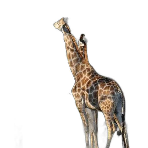 animal, staff, creature, weapon transparent PNG cut-out