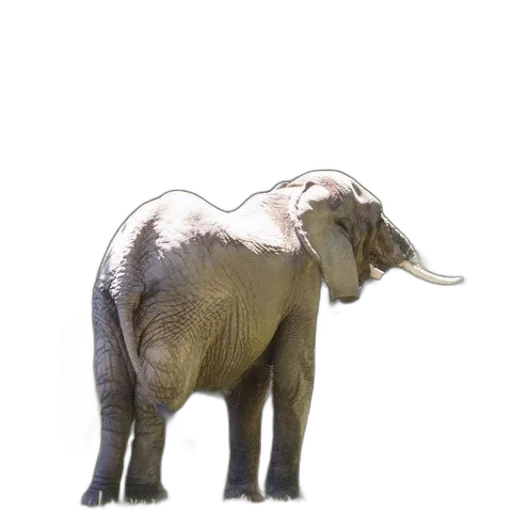 animal, creature, staff, jewelry transparent PNG cut-out
