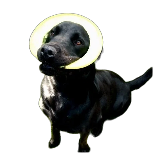 hat, animal, staff, crown transparent PNG cut-out