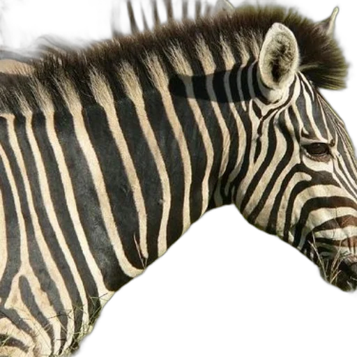 animal, creature, photorealistic, 3d render transparent PNG cut-out