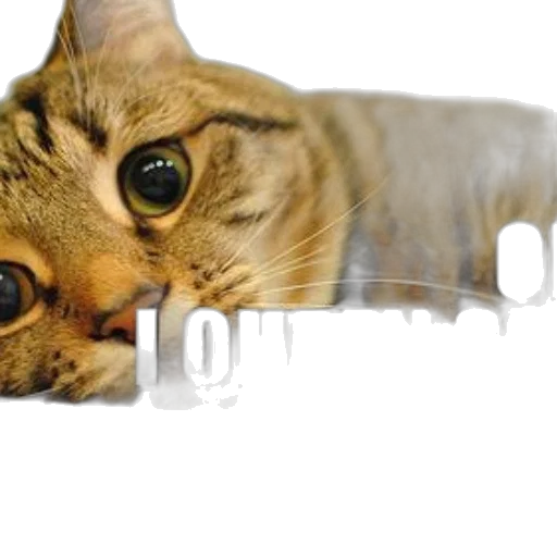 animal, creature, weapon, staff transparent PNG cut-out