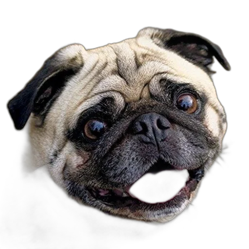 face, animal, creature, mask transparent PNG cut-out