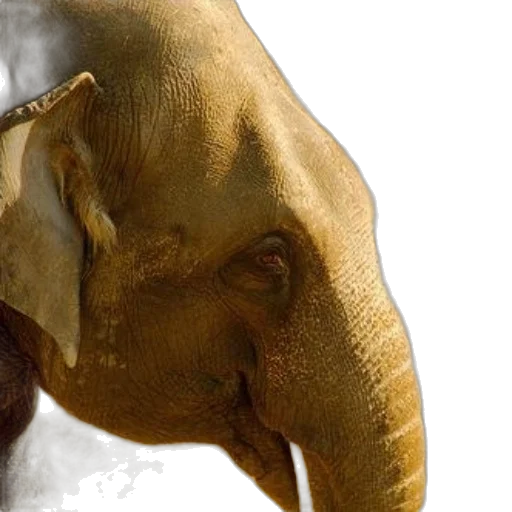mask, animal, face, creature transparent PNG cut-out