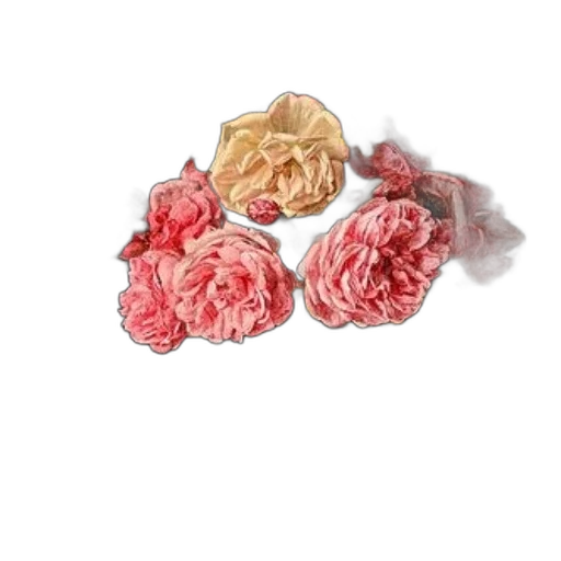 crown, jewelry, flower, food transparent PNG cut-out