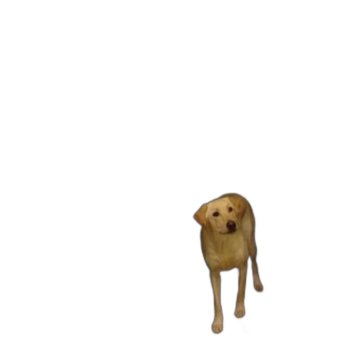 animal, creature, staff, food transparent PNG cut-out