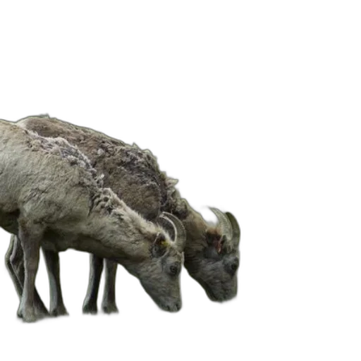 animal, creature, dragon, weapon transparent PNG cut-out
