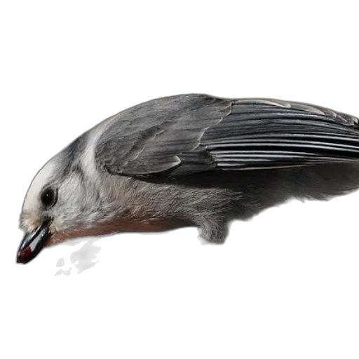 animal, creature, staff, hair transparent PNG cut-out