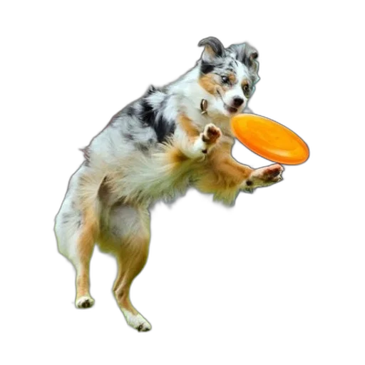 animal, creature, food, hat transparent PNG cut-out