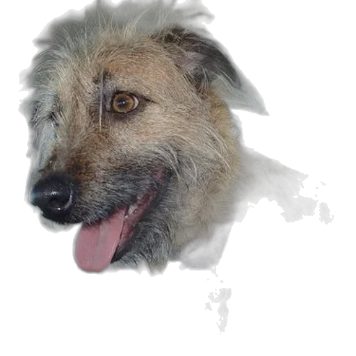 animal, creature, face, staff transparent PNG cut-out