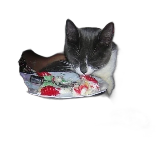food, hat, shoes, creature transparent PNG cut-out