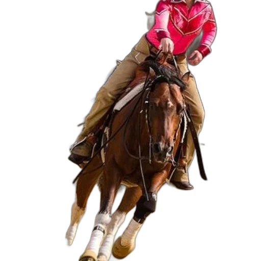 jacket, animal, staff, photorealistic transparent PNG cut-out