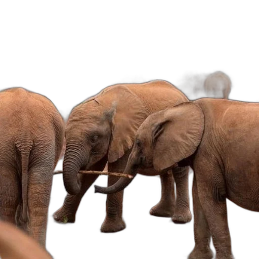 animal, weapon, staff, photorealistic transparent PNG cut-out