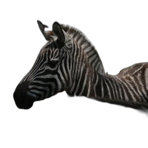 animal, jewelry, creature, furniture transparent PNG cut-out