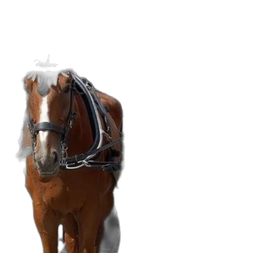 animal, hat, crown, weapon transparent PNG cut-out