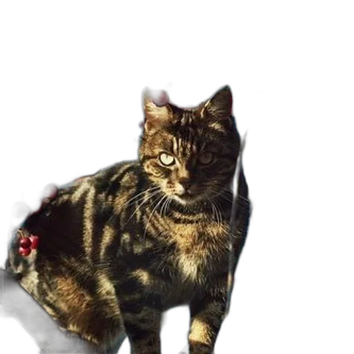 animal, staff, creature, weapon transparent PNG cut-out