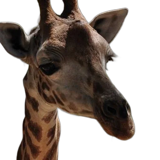 animal, creature, face, staff transparent PNG cut-out