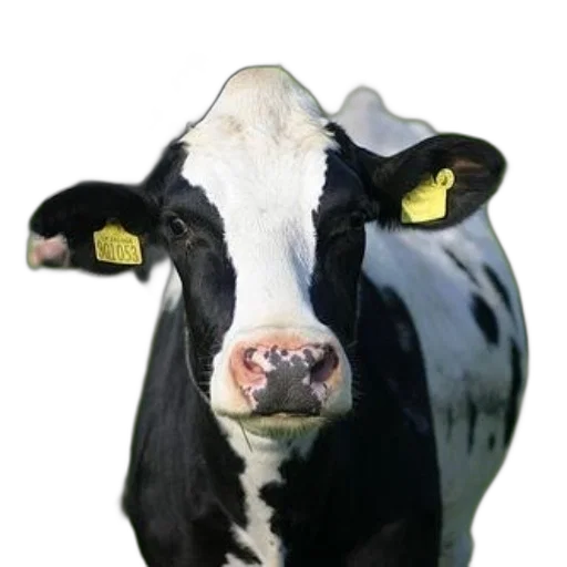 animal, face, hat, jewelry transparent PNG cut-out