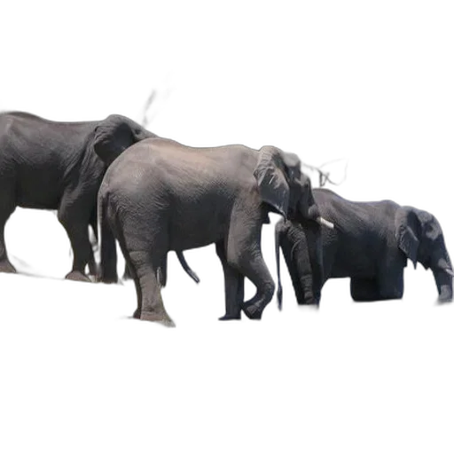 animal, staff, jewelry, creature transparent PNG cut-out