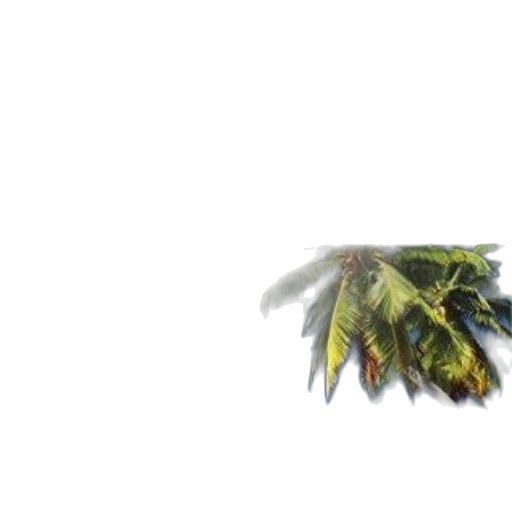 dragon, weapon, tree, hair transparent PNG cut-out