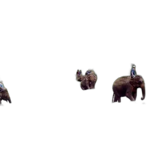 animal, creature, car, furniture transparent PNG cut-out