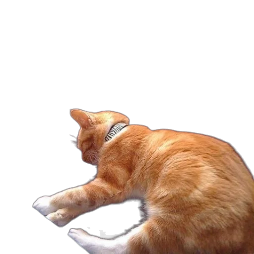 animal, staff, creature, furniture transparent PNG cut-out