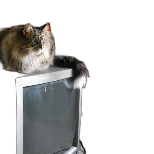 animal, bottle, furniture, robot transparent PNG cut-out