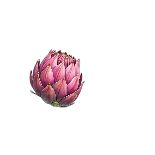 flower, crown, jewelry, food transparent PNG cut-out