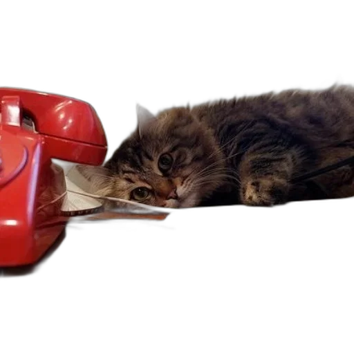 shoes, animal, hat, weapon transparent PNG cut-out