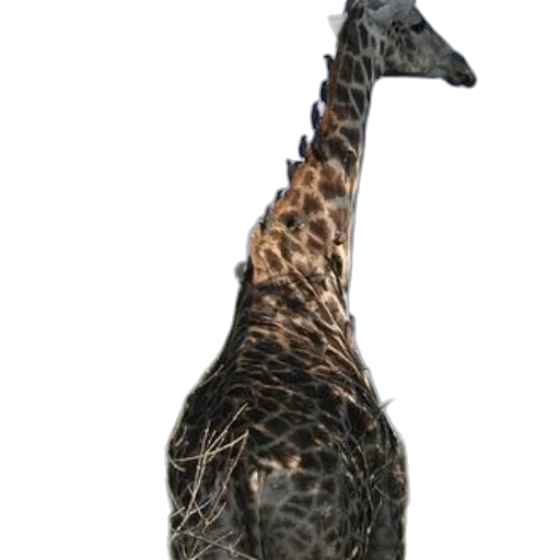 animal, creature, staff, dragon transparent PNG cut-out