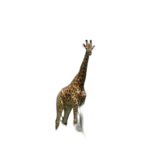 animal, creature, staff, hat transparent PNG cut-out