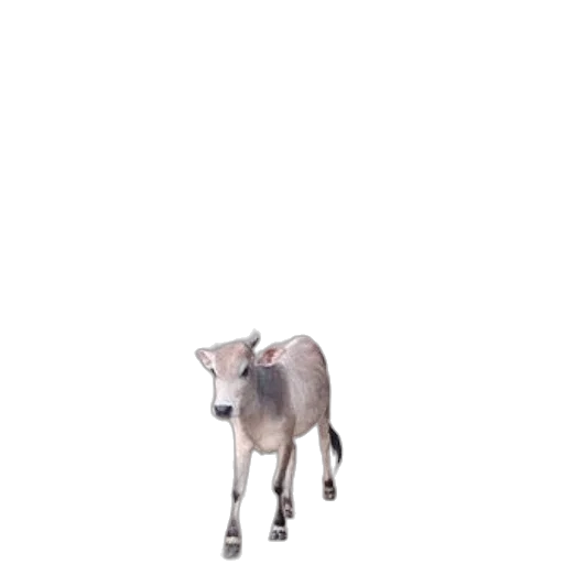 animal, creature, robot, weapon transparent PNG cut-out