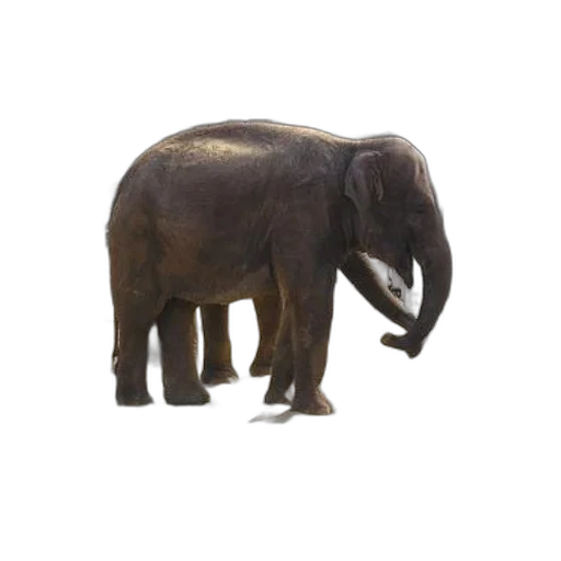 animal, creature, staff, weapon transparent PNG cut-out