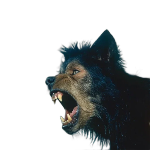 animal, creature, staff, face transparent PNG cut-out