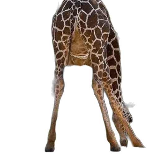 animal, creature, staff, dress transparent PNG cut-out