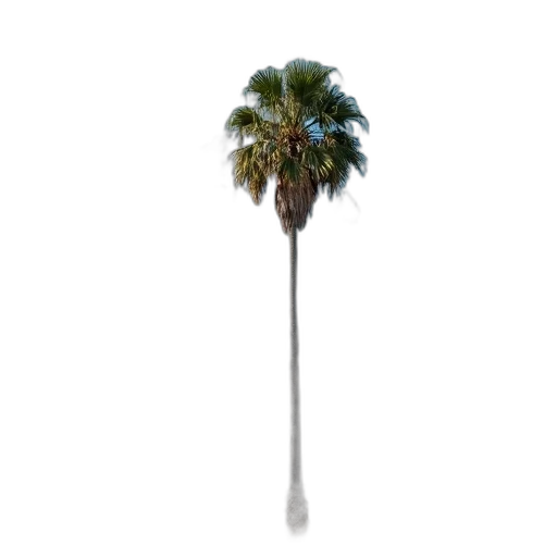 umbrella, staff, tree, weapon transparent PNG cut-out