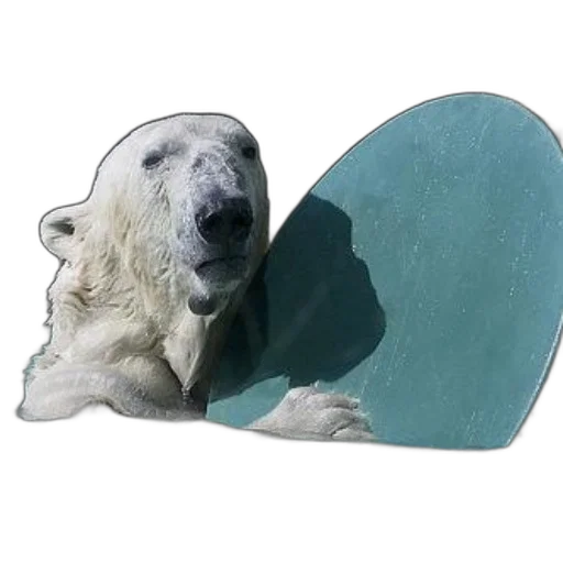 animal, hat, jewelry, creature transparent PNG cut-out