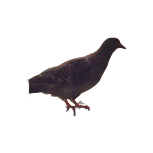 animal, staff, creature, crown transparent PNG cut-out