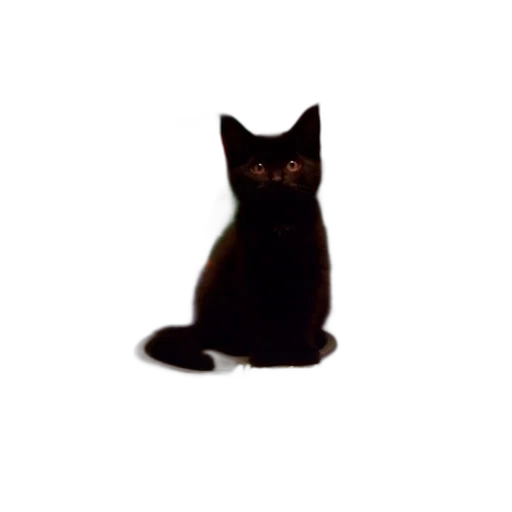 animal, staff, creature, dress transparent PNG cut-out