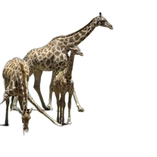 animal, creature, staff, weapon transparent PNG cut-out