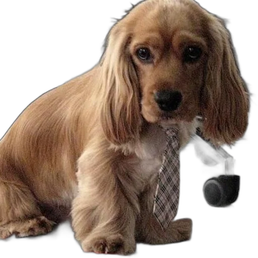 staff, animal, food, jewelry transparent PNG cut-out