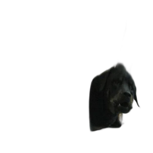 animal, staff, creature, hair transparent PNG cut-out