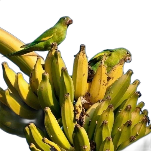 animal, food, crown, weapon transparent PNG cut-out
