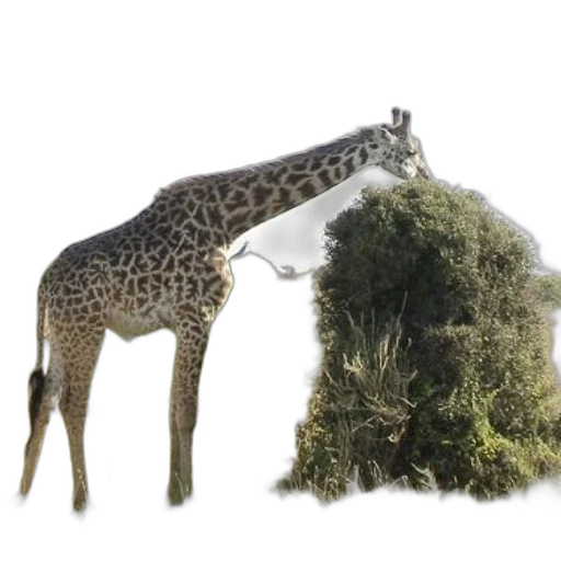 animal, creature, tree, hat transparent PNG cut-out