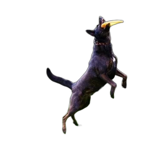 animal, creature, dragon, staff transparent PNG cut-out
