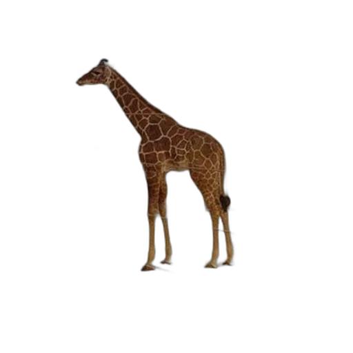 animal, creature, staff, furniture transparent PNG cut-out
