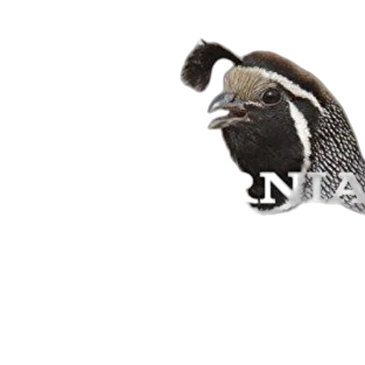 animal, staff, hat, dragon transparent PNG cut-out